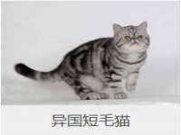 山西德音商贸有限公司